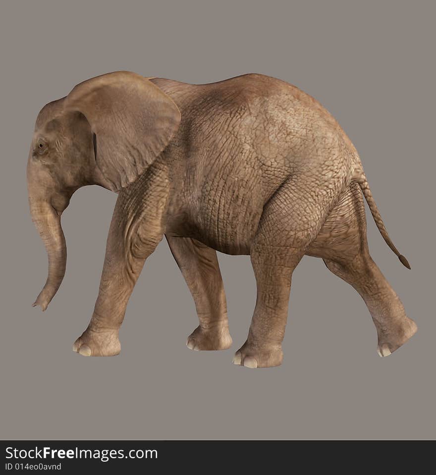 Elephant