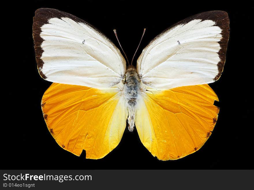 Beautiful butterfly isolated on the black background. Beautiful butterfly isolated on the black background