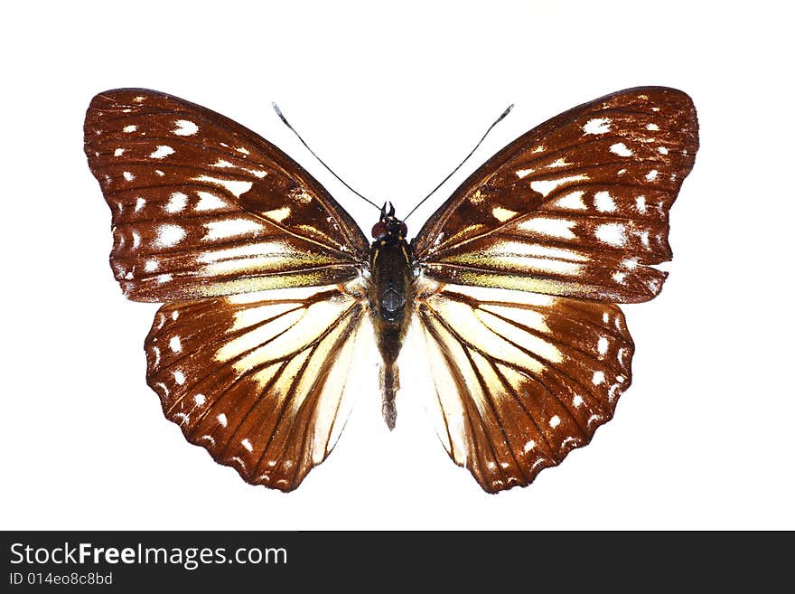 Beautiful butterfly isolated on the white background