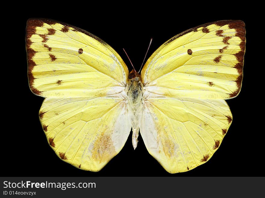 Beautiful butterfly isolated on the black background. Beautiful butterfly isolated on the black background