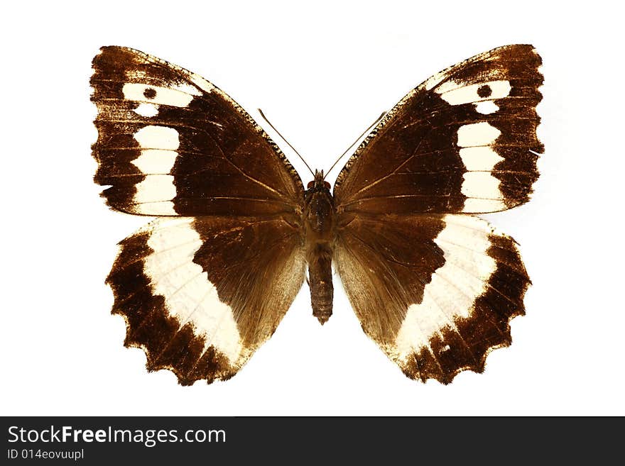 Beautiful butterfly isolated on the white background