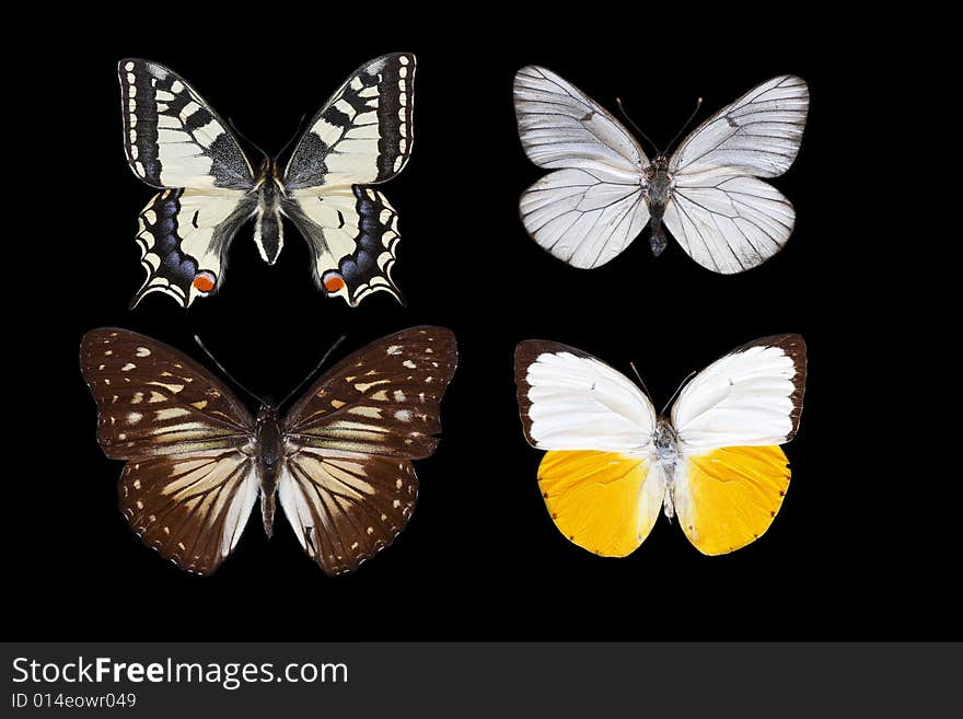 Collection of butterflies isolated on the black background