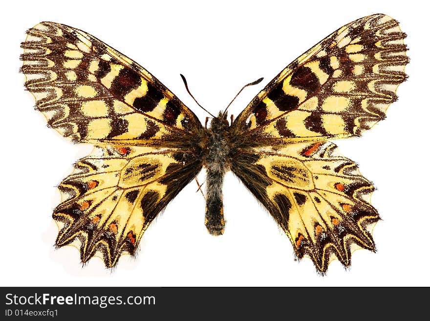 Beautiful butterfly isolated on the white background. Beautiful butterfly isolated on the white background