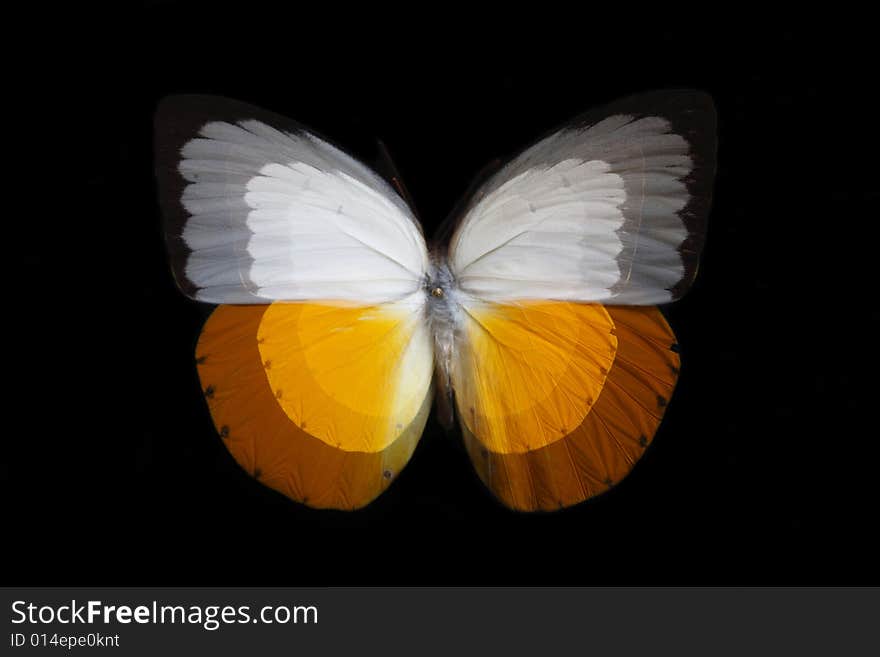 Beautiful zoom of butterfly isolated on the black background. Beautiful zoom of butterfly isolated on the black background