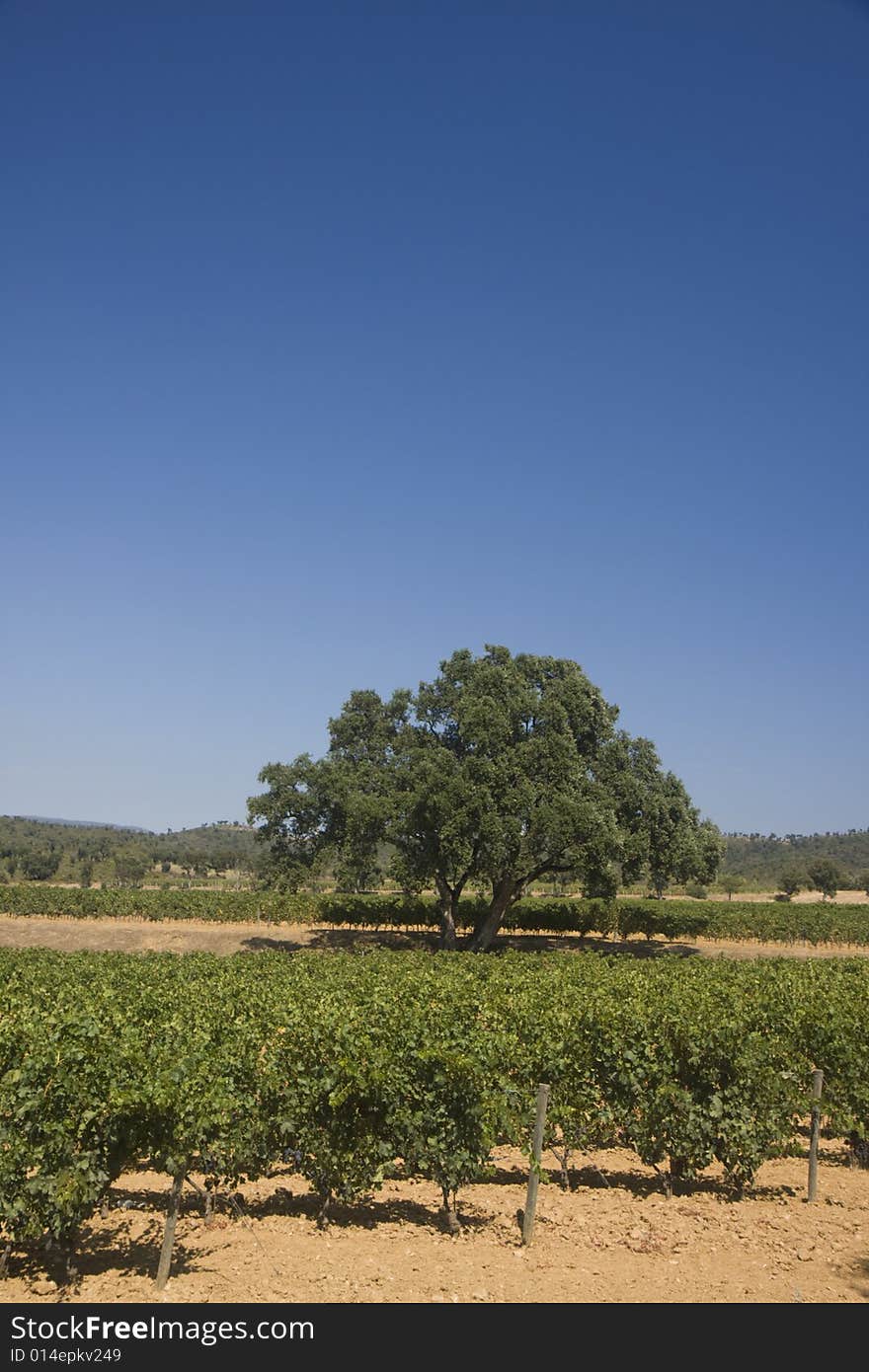 A overview over a vineyard in southern france