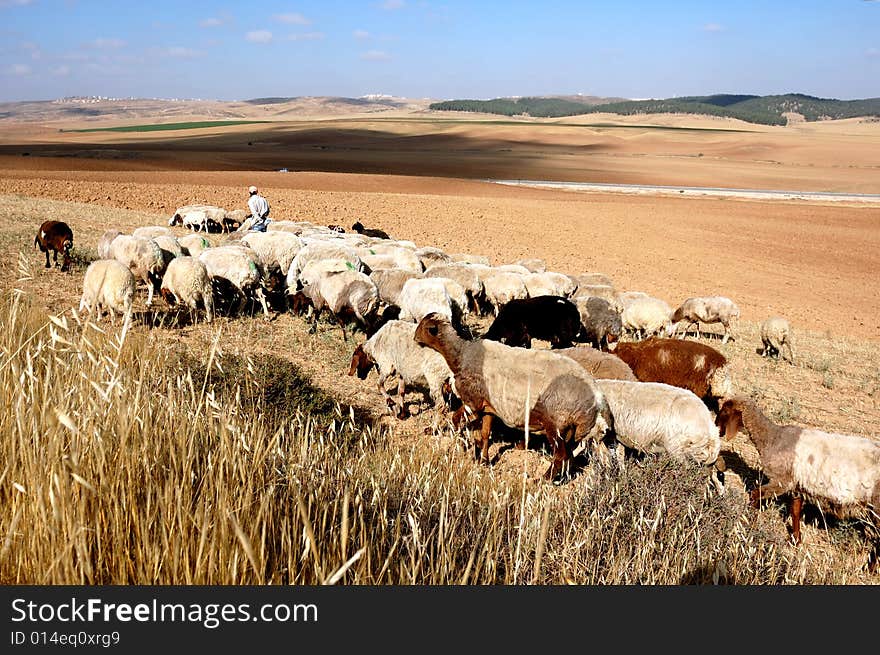 Flock of sheep lead by the shepherd