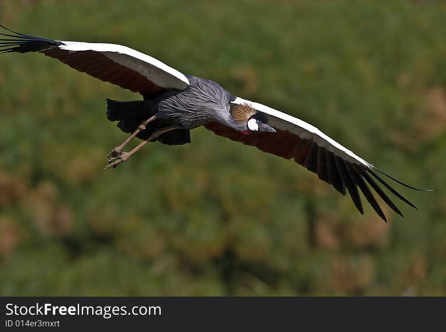 Grey Crowned Crane in flight