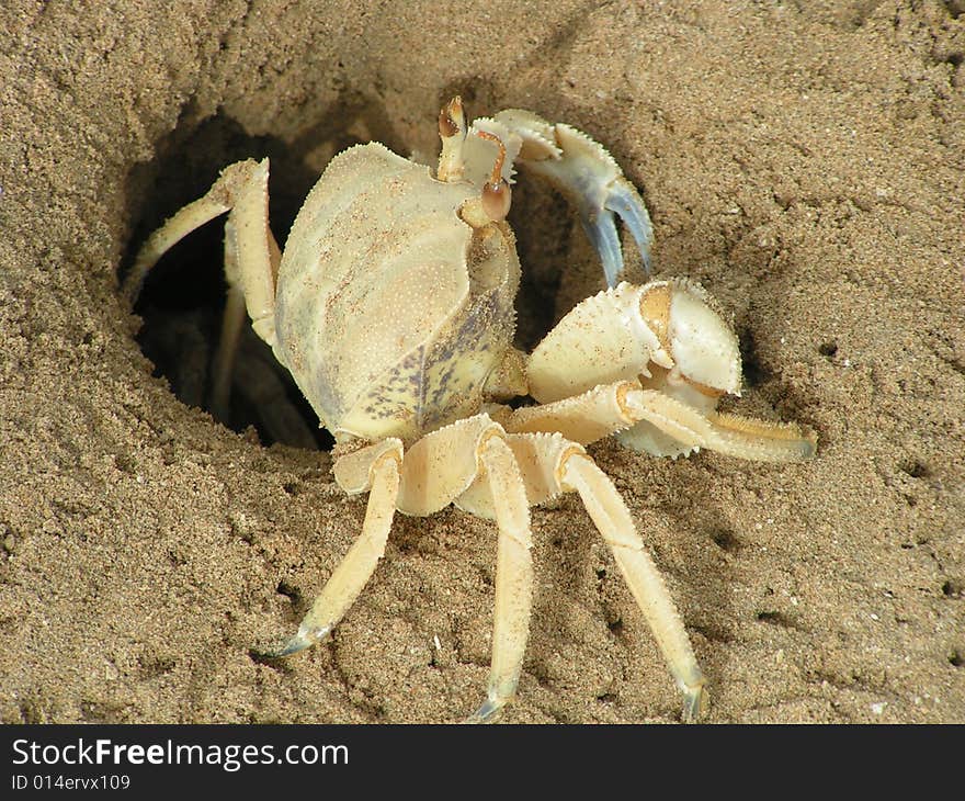 Crab on sand