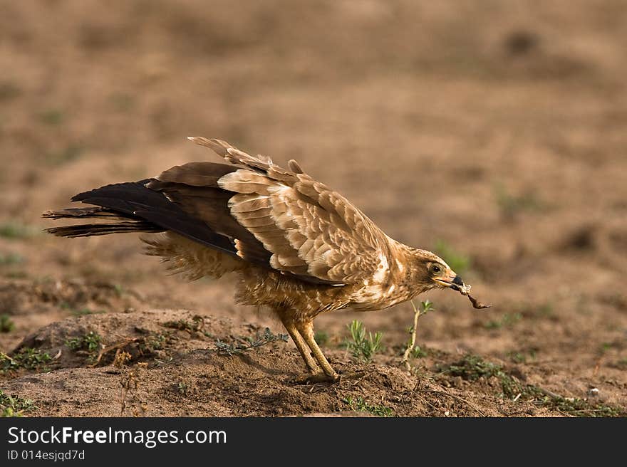 African Harrier Hawk with a piece of crab in it's beak