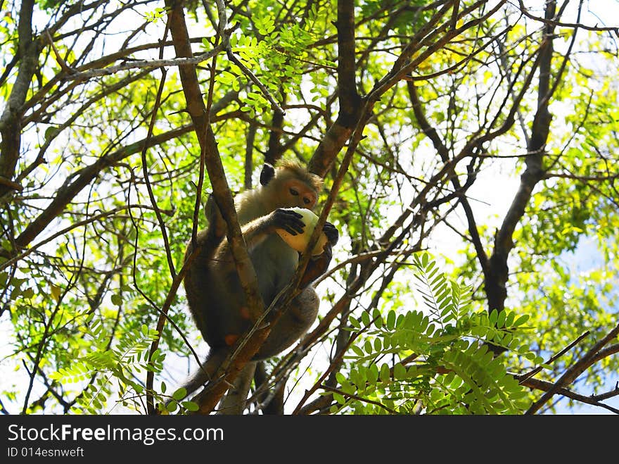 Monkey Eating