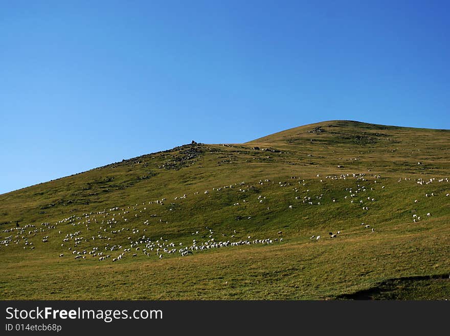 Meadow With The Blue Sky