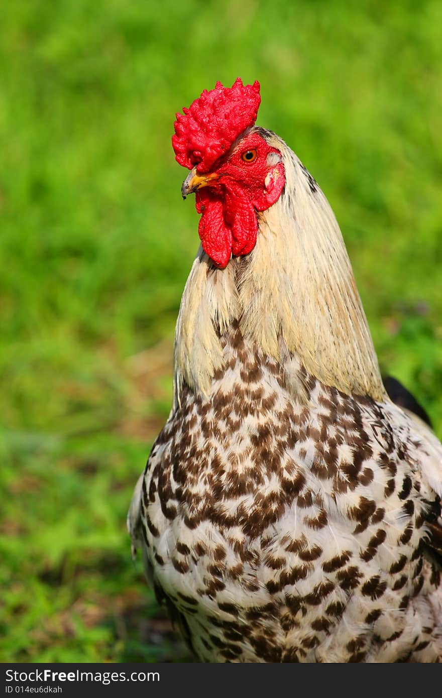 Rooster with the reg crown, green grass.