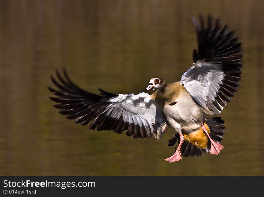 Egyptian Goose Landing