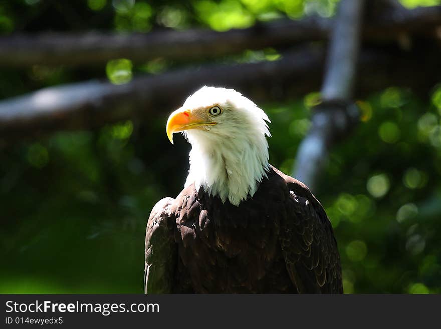 Bald Eagle waiting in a tree patiently waiting . Bald Eagle waiting in a tree patiently waiting