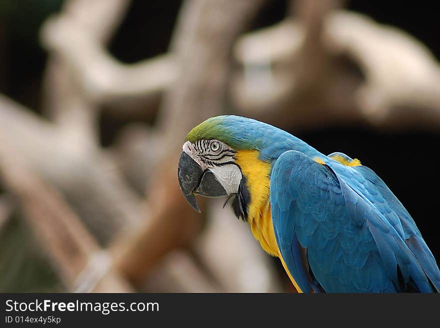 A beautiful macaw in zoo