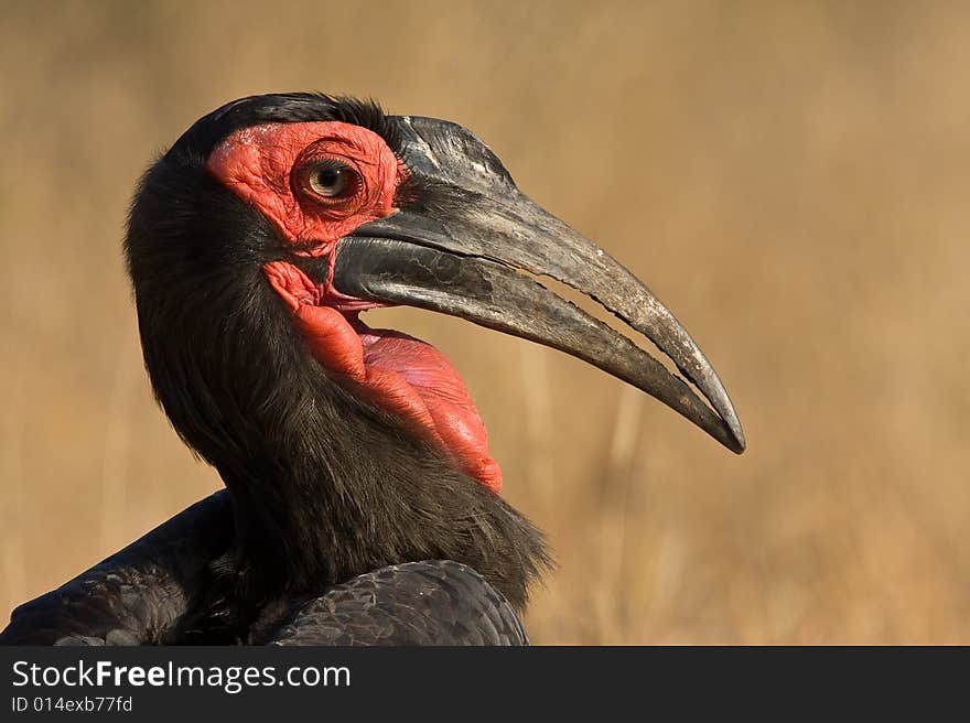 Ground Hornbill closeup portrait with front light and focus on eye. Ground Hornbill closeup portrait with front light and focus on eye