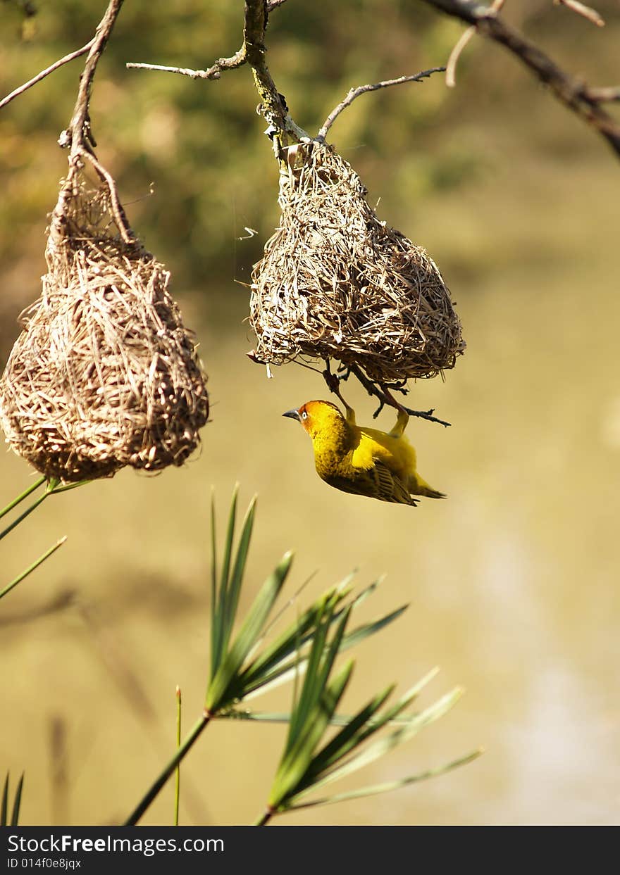 Cape Weaver