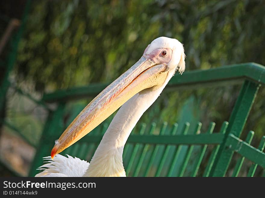 Close up of the pelican's head.