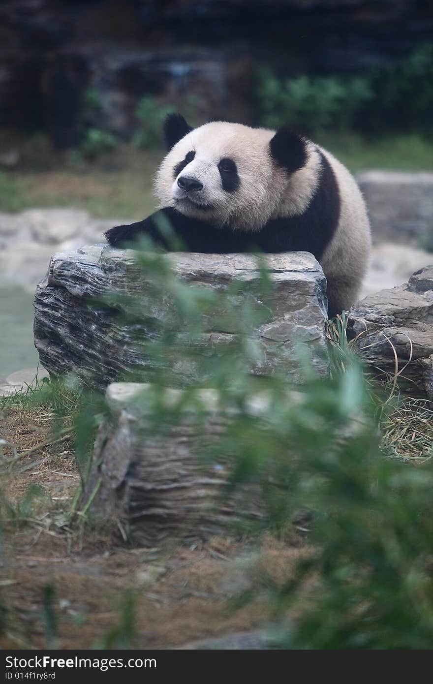 A panda in beijing zoo