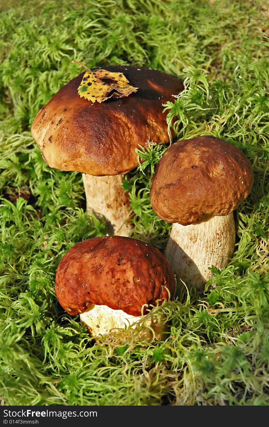 Wood Mushrooms