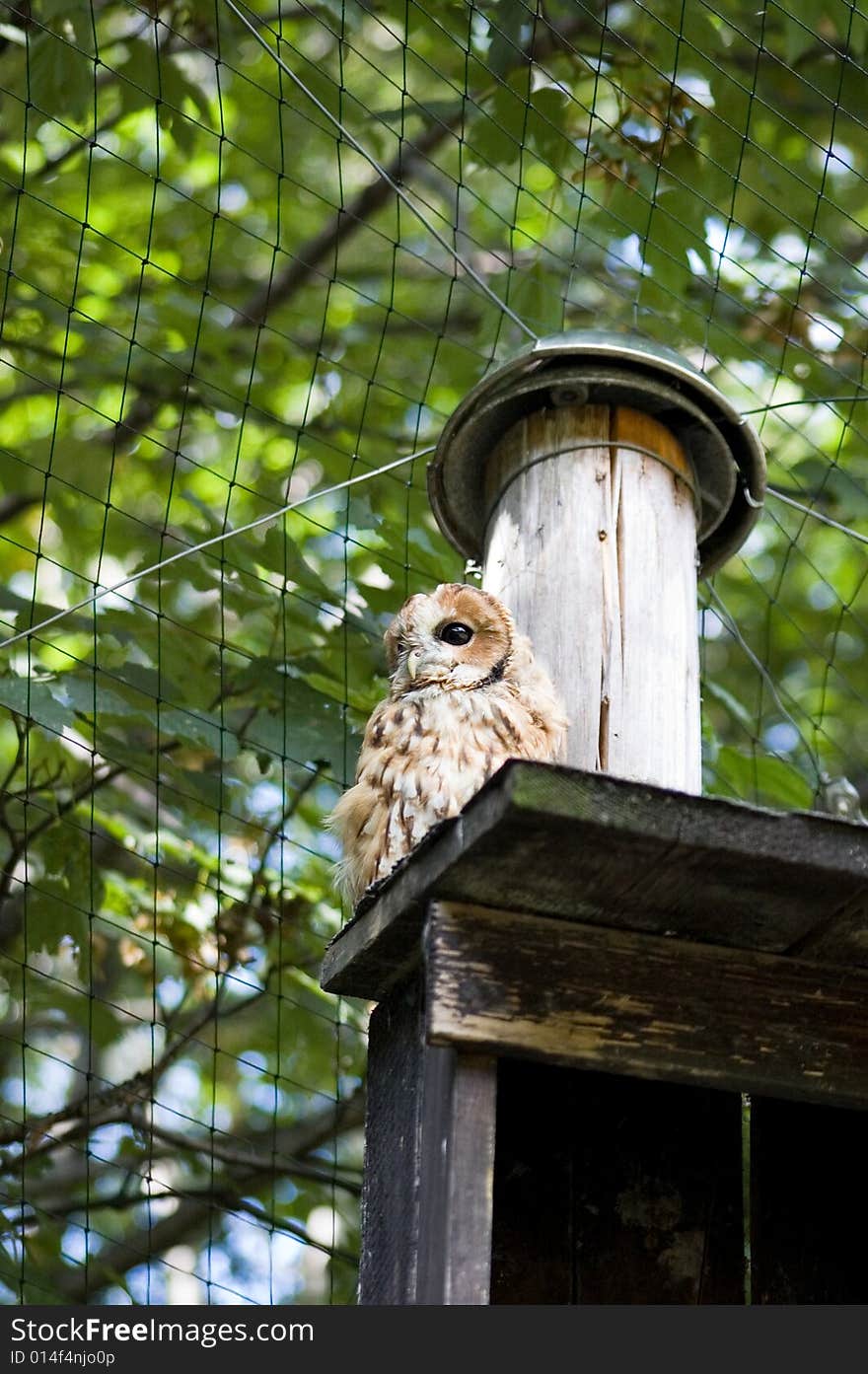 Beautiful owl