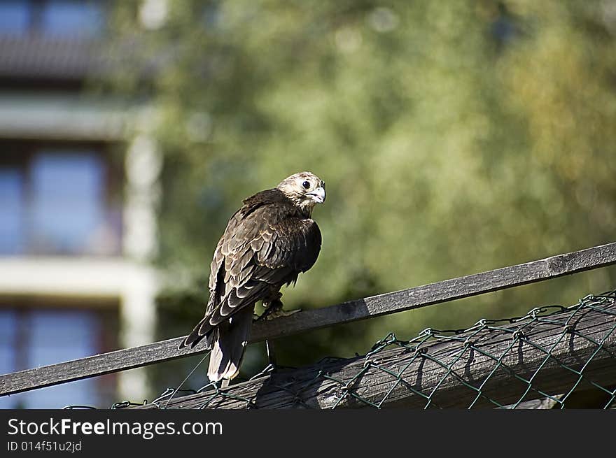 Falcon On The Fence