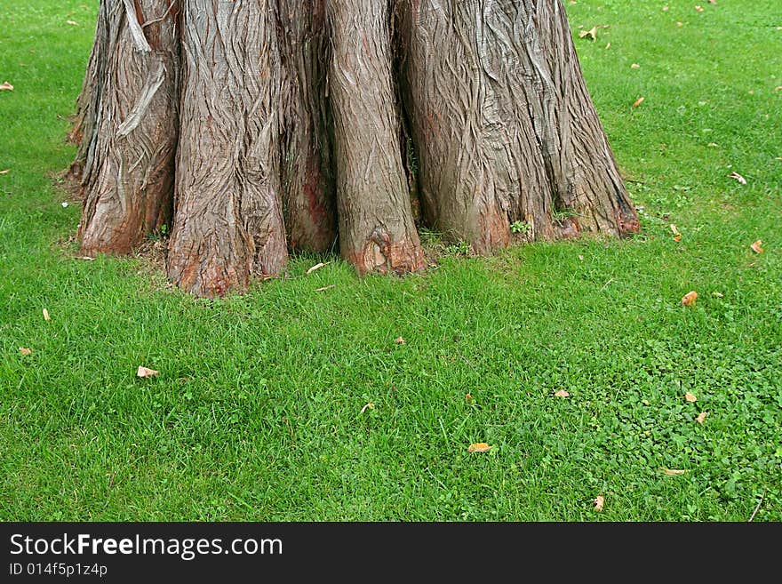 Trunk of old tree on green grass