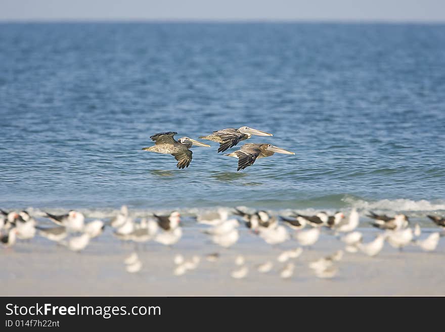 Brown Pelicans flying down the beach