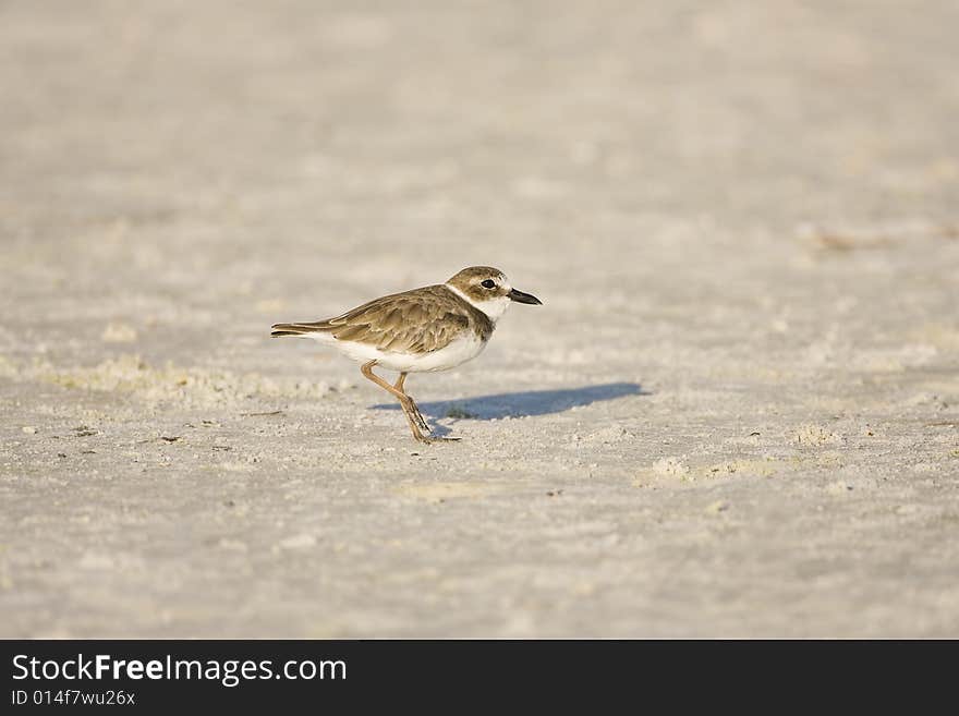 Wilson S Plover All Alone