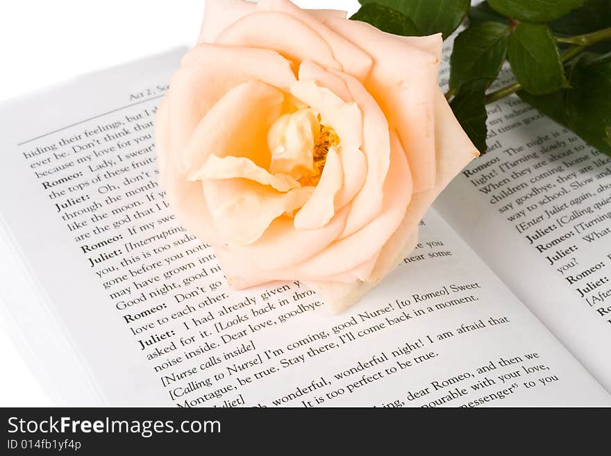 The rose laying on the book on a white background. The rose laying on the book on a white background