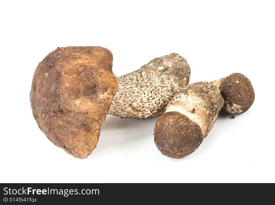 Brown Cap Boletus