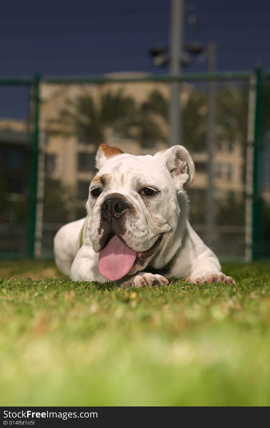 Happy Bulldog