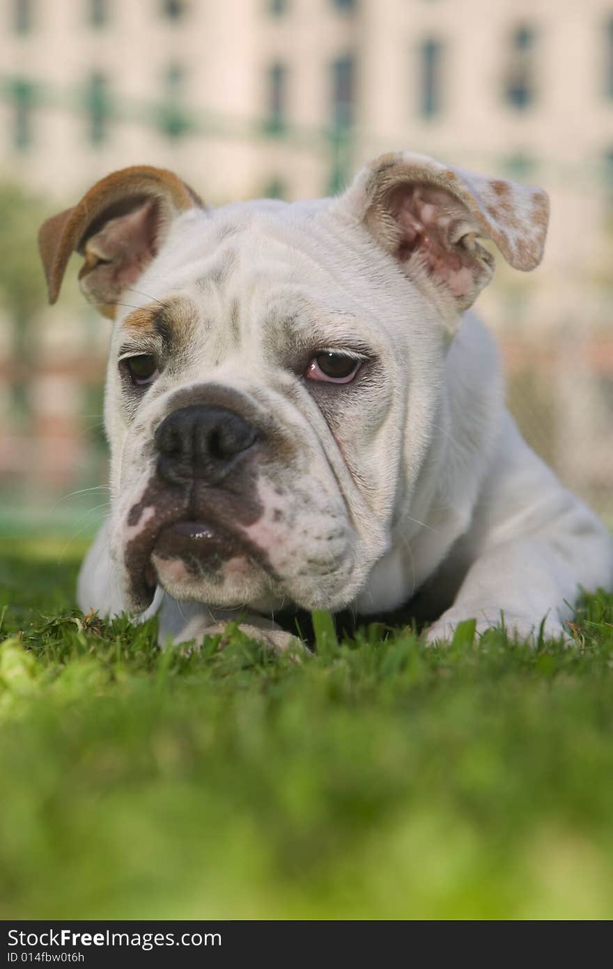 Happy Bulldog