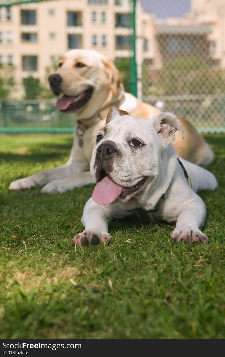 Happy Bulldog