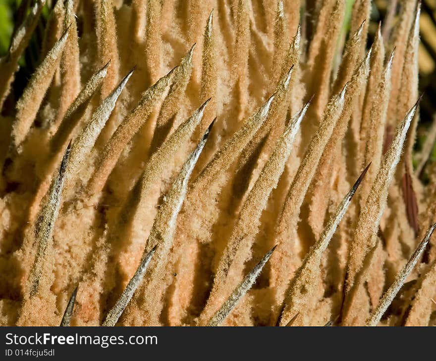 The head of a sago palm. Cycad.