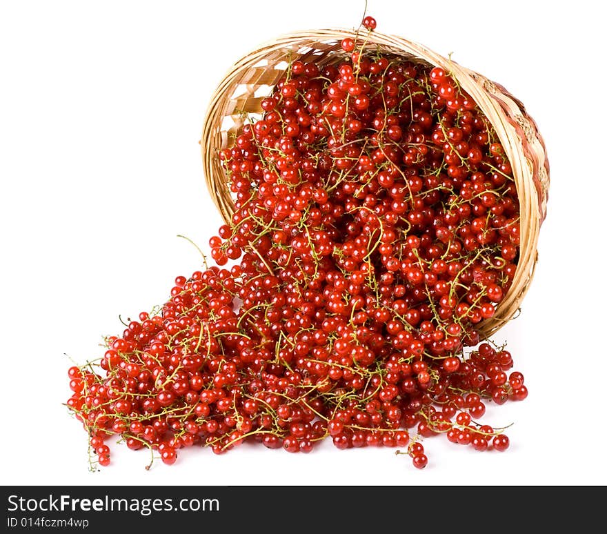 Red currant