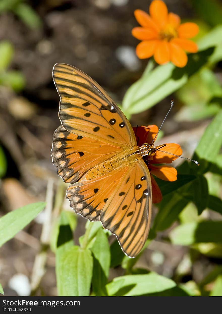 A Gulf Fritillary butterfly in the morning sun. A Gulf Fritillary butterfly in the morning sun.