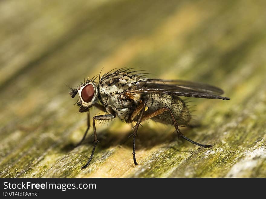 Fly Insect Macro Closeup