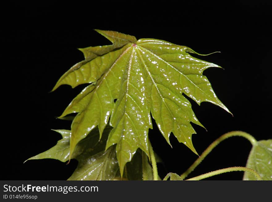 Young maple-leaf on a black background, macro