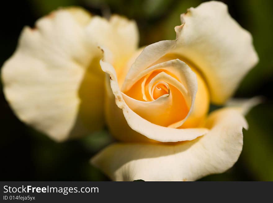 Close up of a blooming yellow rose