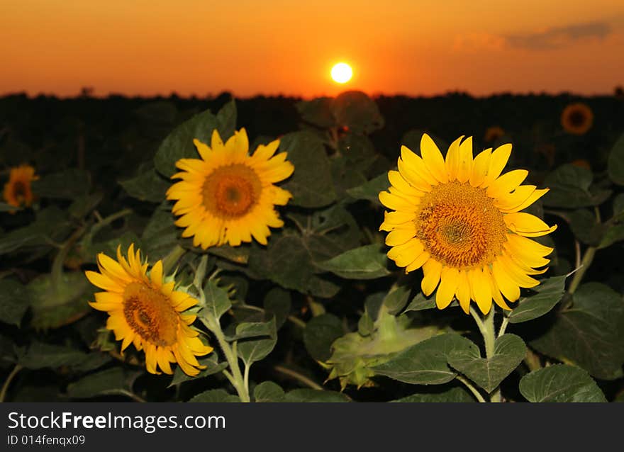 Sunflower field in the sunset