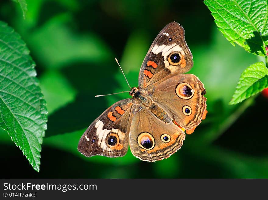 Common Buckeye Butterfly