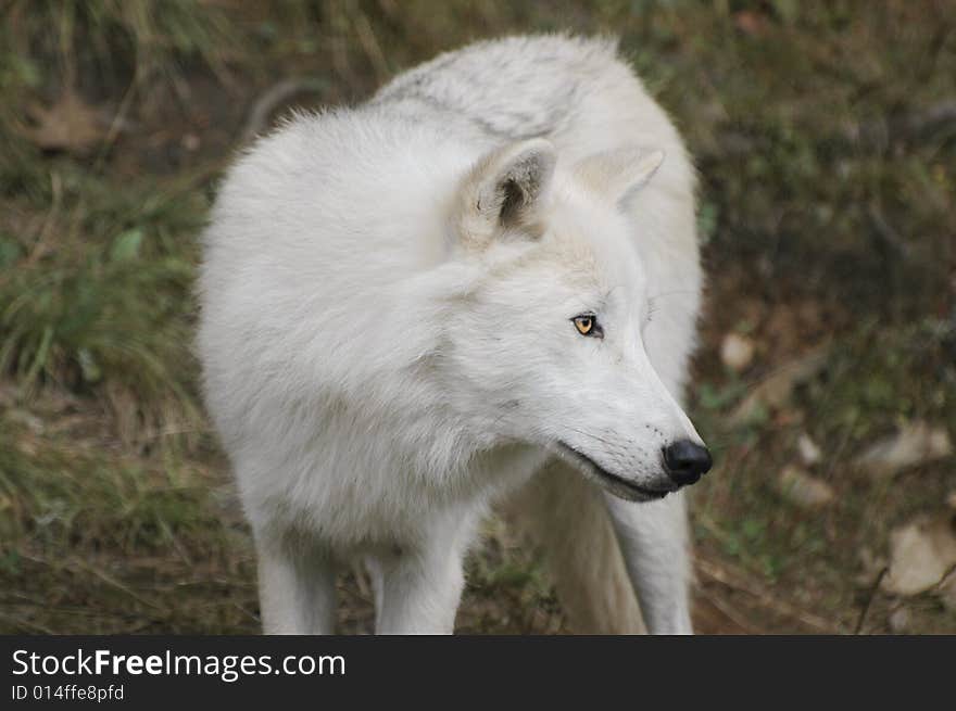 Timber wolf in the field looking very docile