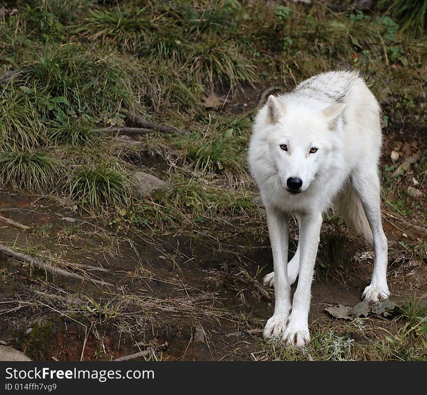 Timber wolf in the field looking at me