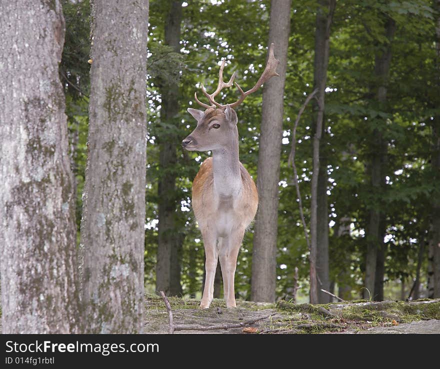 Male Fallow Deer observing his surroundings