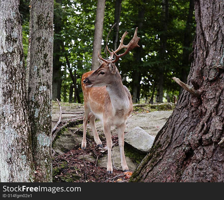 Adult male with large antlers on alert. Adult male with large antlers on alert