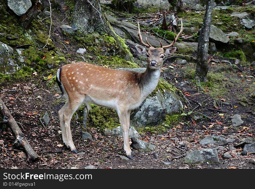 Adult male getting ready to run as I can around the bend. Adult male getting ready to run as I can around the bend