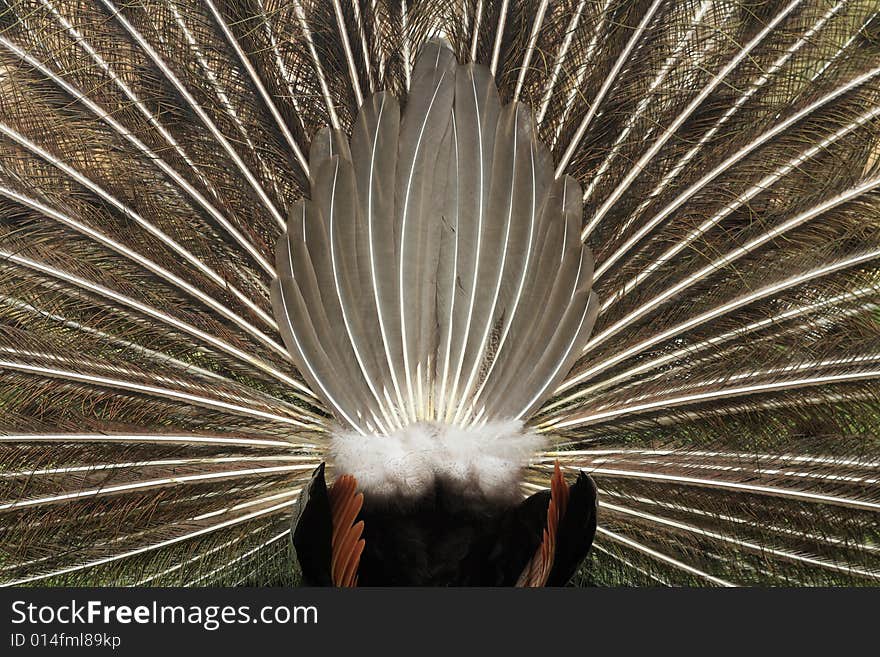 Peacock behind