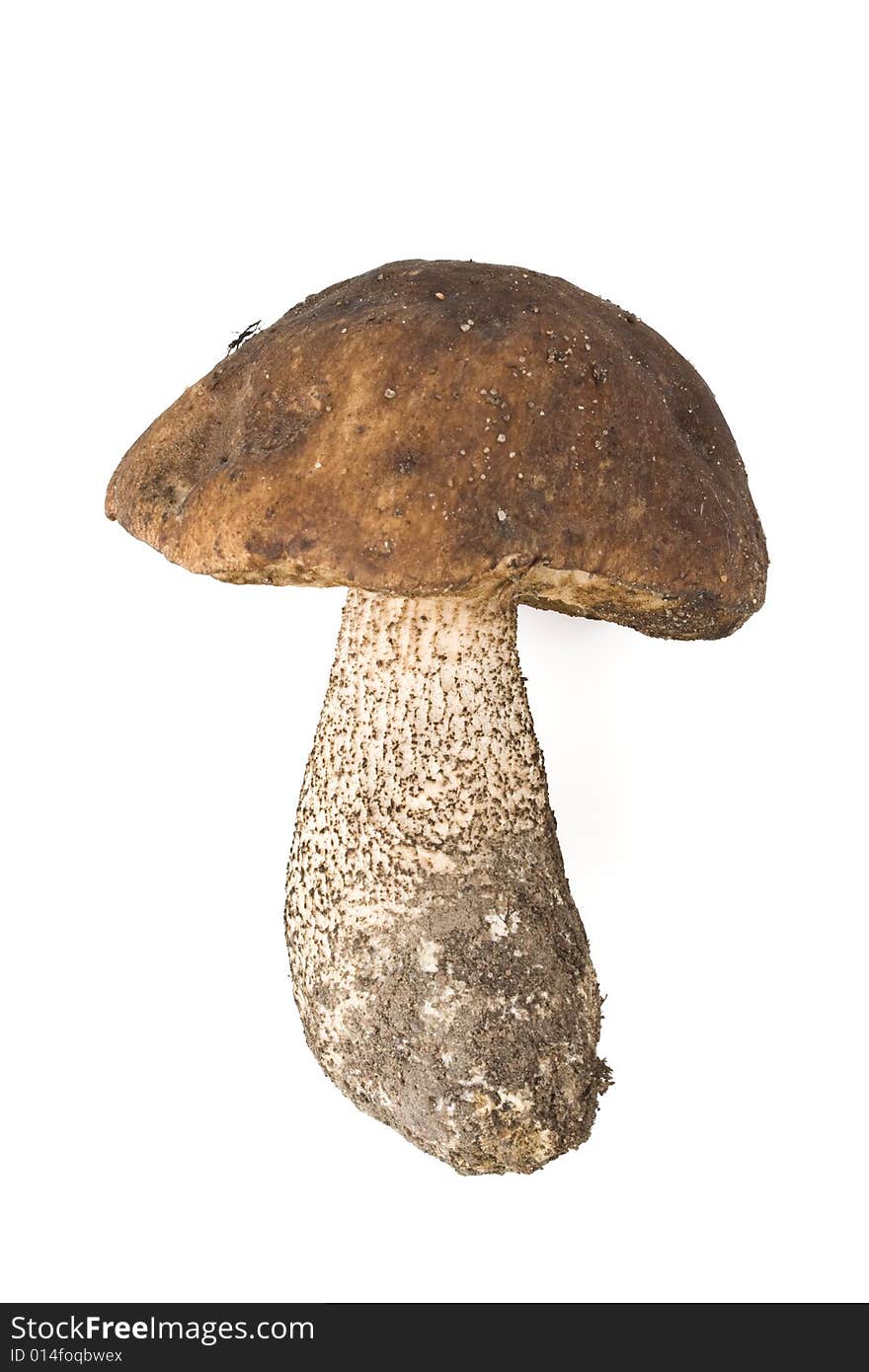 Brown Cap Boletus