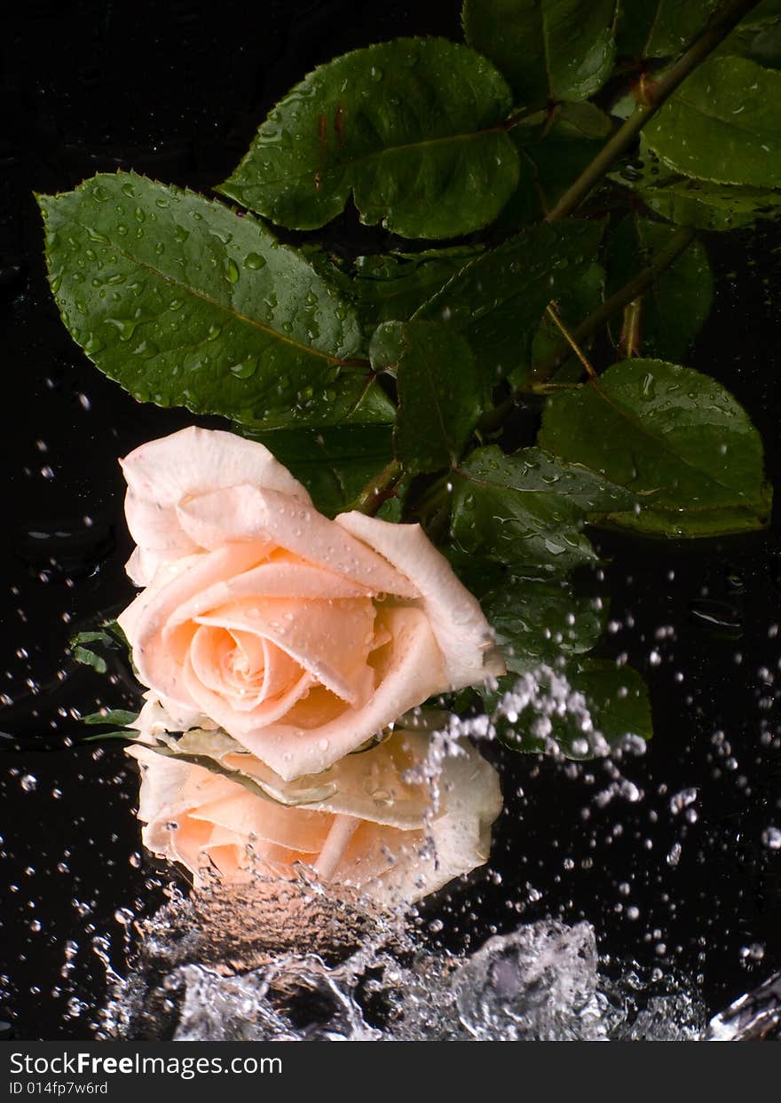 Pink rose with water drops on a mirror surface